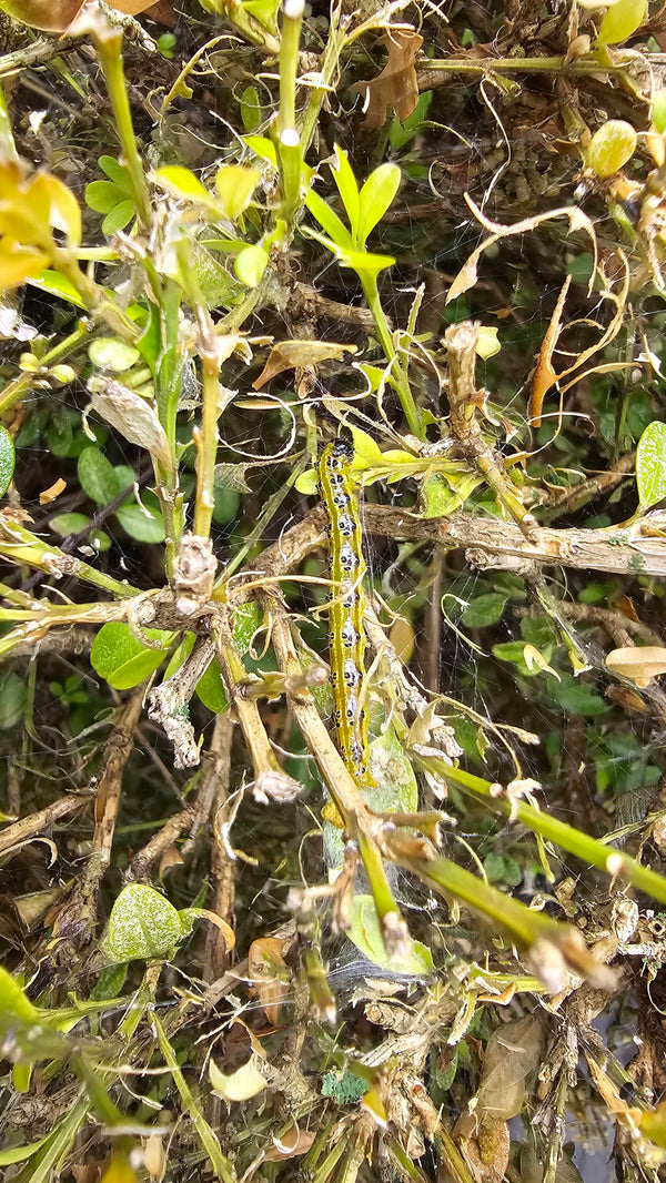All about Boxwood Moths, Jumping Worms, Gypsy Moths + Many More!
