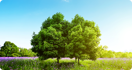 Tree Injections