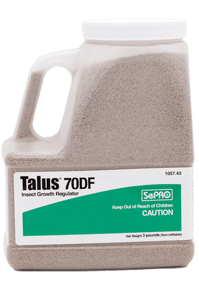Talus